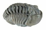 Wide Curled Flexicalymene Trilobite - Mt Orab, Ohio #257803-1